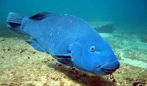 Blue groper - Alchetron, The Free Social Encyclopedia