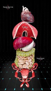 🫀 The Body’s Super Machine – Fully Assembled! . . 🔬 Watch the human body come together like a perfect machine! In this incredible 3D animation, we assemble the organs one by one — heart, lungs, liver, stomach, intestines, kidneys, uterus — all aligned and integrated as one super system. It's not just biology... it's engineering in motion. 🎥 Produced by: Smart Doctor 💡 Subscribe for more high-quality anatomy content. . . #anatomy #anatomi #anatomia #anatomía #cardio #pulmonaryhypertension #he