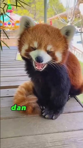 Fakta Menarik Panda Merah