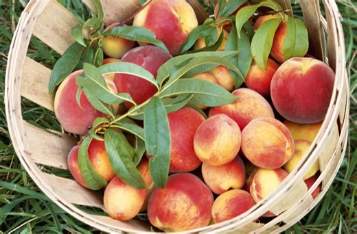 What's The Difference Between A Peach And A Nectarine?