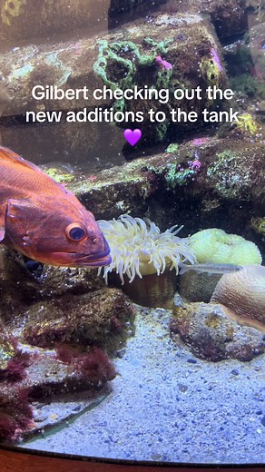 Gilbert the Rockfish Explores New Aquarium Additions