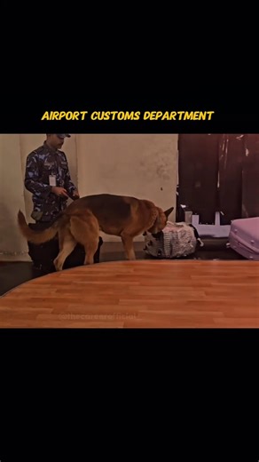 Airport Customs Department #respect #soldier #power #security #defence #shorts