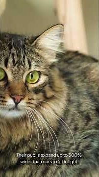 “Your Cat Has Superpowers – And You Didn’t Even Know It”