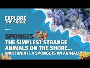 Sponges – The Simplest (and Strangest) Animals on the Shore