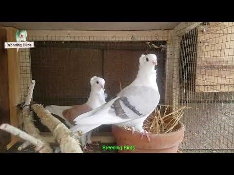 Amazing best Old German Owl pigeons From Breeding Birds