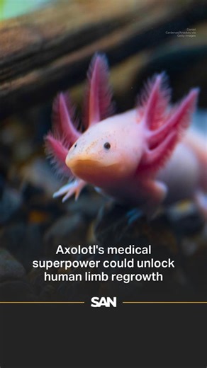 Axolotls may hold the key to human limb regrowth: Axolotls can regrow limbs, hearts, and even parts of their brain, and scientists think humans might one day do the same. Retinoic acid, a molecule already in our bodies, could be the key to unlocking this superpower. Do you think limb regeneration in humans will become a reality or stay science fiction? #Axolotl #regen #amphibians #salamder #science | Straight Arrow News | Facebook