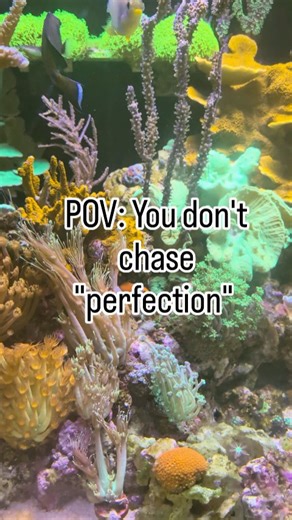 Chris Murphy on Instagram: "Too many reefers spending more time on spreadsheets than actually looking at their glass. 🤓 Focus on the fish, not the 'perfect' numbers. My sump’s got character, my wires are a riot, and the results are right here. The reef is thriving on grit and heavy riffs. 🎸 Who else is reefing the 'Old School' way? Drop a 🤘 below. #murphsreef #ukreefer #reeftank #marineaquarium"