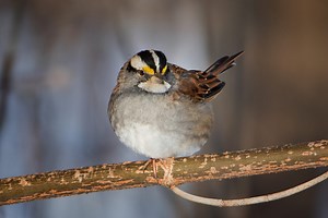 20 Species Of Sparrows In New York (ID And Song Guide)