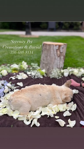 In-Home euthanasia is the most dignified way to say the final goodbye. With Serenity Pet Cremations & Burial we strive to help every family prepare for the final goodbye through “Ensuring comfort, peace, respect & dignity” #rainbowbridge🌈 #triadnc #highpointnc #greenboronorthcarolina #petcremation #archdalenc #winstonsalem #elonnc #reedyforkranch