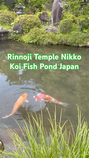 Koi Fish Pond at Rinnoji Temple Nikko Japan 🐟 japantravel #youtubeshort #japan #naturelover