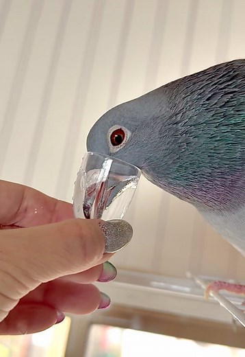 今日のおみじゅ：鳩と楽しい瞬間