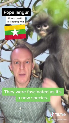 New Species Discovery: Popa Langur in Myanmar