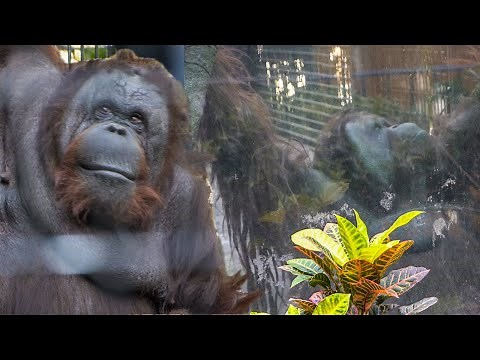 Mating process of Bornean orangutans: Vandu & Raba｜HK009