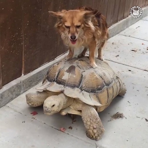 Thanks for the ride! 😂 | The Pet Collective