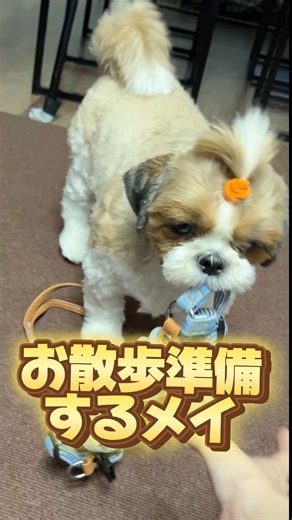 お散歩準備していきます #dog #shihtzu #fyp #getreadywithme #犬のいる暮らし #シーズー