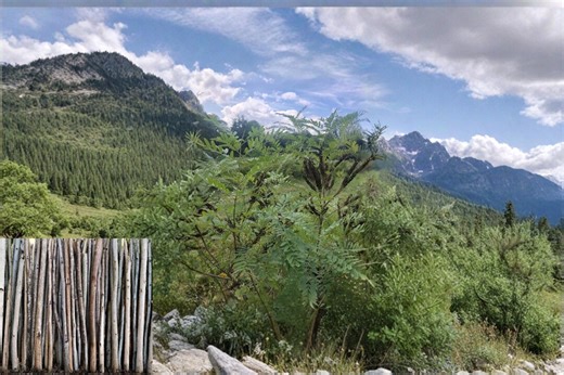 False Indigo 10 Hardwood Cuttings 8-10 Inch (Amorpha fruticosa) Unrooted