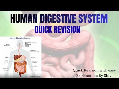 🔥🔥Only 5 Minutes Quick Revision of Human's Digestive System || Through Diagram