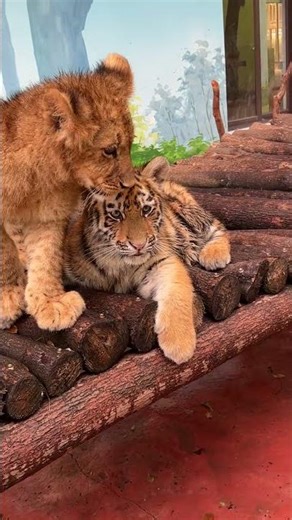 🐯 meow😂 #adorable #zoo #tiger #tigercub