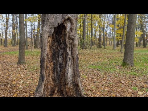 Evaluating a Tree for Decay