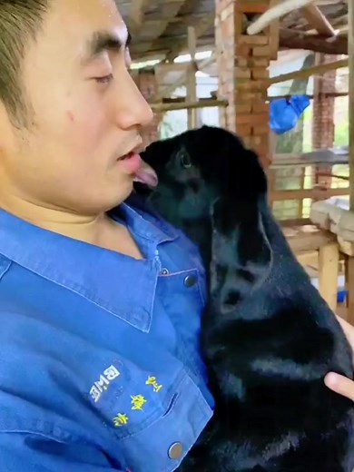 Learn the sheep cry#sheep