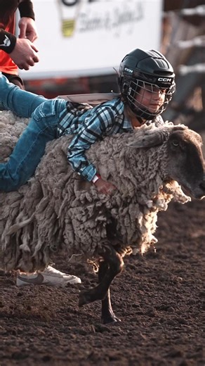 The sheep is a professional 😂 #muttonbusting | sheep