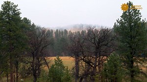 237K views · 5.3K reactions | Do nothing for two minutes  We leave you this Sunday in South Dakota's Custer State Park, with bison young and old home on the range. Videographer: Kevin Kjergaard. https://cbsn.ws/4bqoyty | CBS Sunday Morning | Facebook