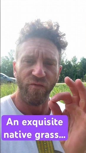 Overlooked and Unappreciated, Florida Paspalum, an exquisite native grass… #ecology #nativeplants