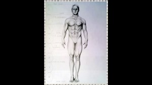 How to Draw the male Body
