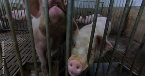 Large breeding pigs in a cage on a pig farm. A pig breeding farm in a livestock complex.