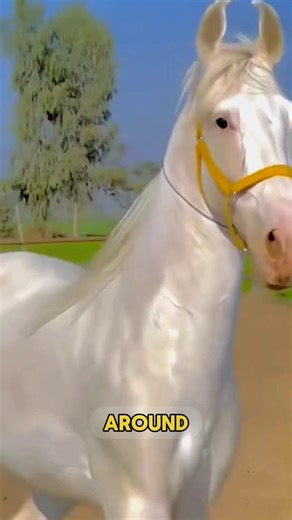 World’s Most Shiny Horse.😳 #didyouknow