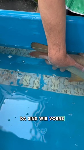 🐟 Ikeage 2025 - Runde 3 - Teil 5 🤩 Und auch die letzten Koi aus dieser Bowl werden nun vermessen und ziehen in das Becken 1 unserer Verkaufshalle ein. 👀 Richtig große Koi sind mit dabei: Chagoi, Ginrin Soragoi & Ki Matsuba ✨ #koi #nishikigoi #japankoi #fische #teich #pond #teichtechnik #garten #ikeage #abfischen #japan | Jörg Hagenow