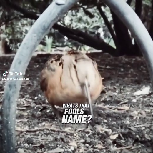 Understanding the Unique Calls of the American Woodcock