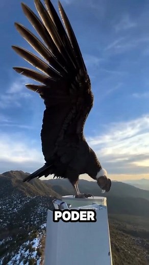 El cóndor andino #SabiasQue #animales #aves #naturaleza #curiosidades | Descubre y Aprende