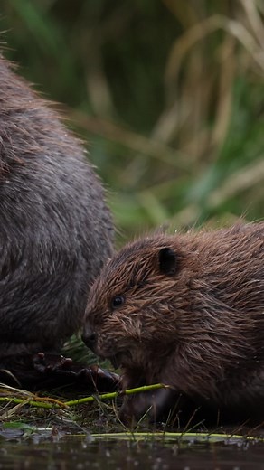 National Geographic | Video by @ronan_donovan | In honor of International Beaver Day, I thought it'd be fun to share a little moment between a mom and her kit.... | Instagram