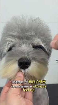 Master Pet Grooming Skills Daily: Join Us