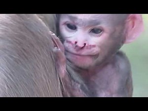 Injured Newborn Baby Langur monkey