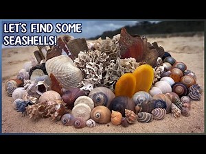 Finding Shells in Yeppoon After a Storm | Shelling at Low Tide in 2026!