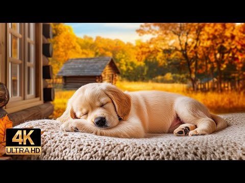Non-Stop Relaxing Music for Pets 🕒 12 Hours of Melodies to Help Your Dog & Cat Unwind