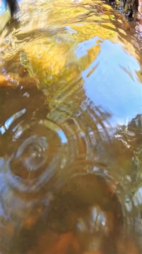 Gold Dredge Time #gold #goldprospecting | FishnGold