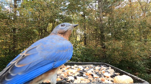 Eastern Bluebird, Tufted Titmouse | Critter Cam
