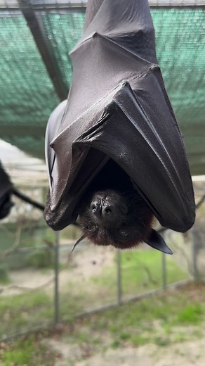 Today’s #Mondaymood with Mitzvah, the Malayan Flying Fox! 😴🦇 | Lubee Bat Conservancy