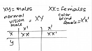 SOLVED:Genetics Problem: Mom is red-green color blind, and Dad has normal color vision. What is the percent chance that a son will be color blind? That a daughter will be color blind? That a daughter will be a carrier?