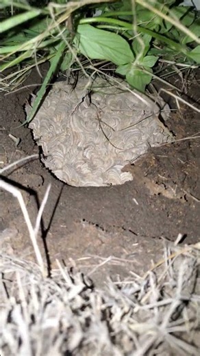 How to spot out a yellow jackets nest and when to approach and destroy it | 22466 | ‪@WTSA2‬#sting