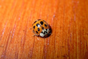 This ladybug lookalike tries to stow away in warm homes during the winter