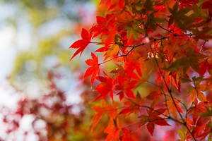 Plantez sans tarder cet arbre au jardin : il est MAGNIFIQUE en automne !