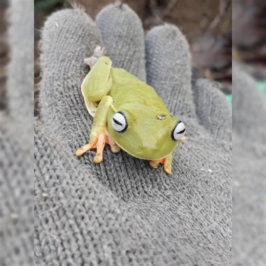 anfíbio verde