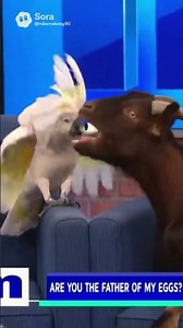 Cockatoo brought screaming goat on Maury for breaking eggs. #fyp #funny #ai #comedy #parody #sora