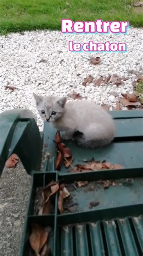 tenter de rentrer Nala #chaton #oups #porte #boom #fun #pourtoi