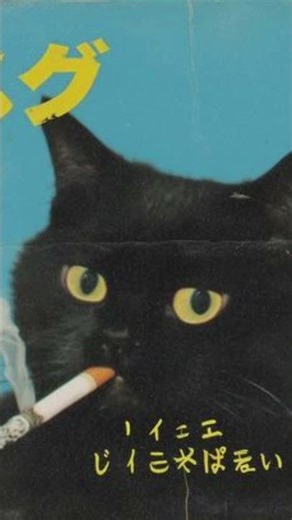 oh to be a Japanese cat #funny #memes