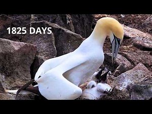 Northern Gannet: 1825 Days From Egg to Survivor |The Brutal Journey of Survival